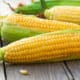 Fresh corn on wooden cutting board