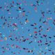 Blue background with shiny and colorful confetti falling from the sky