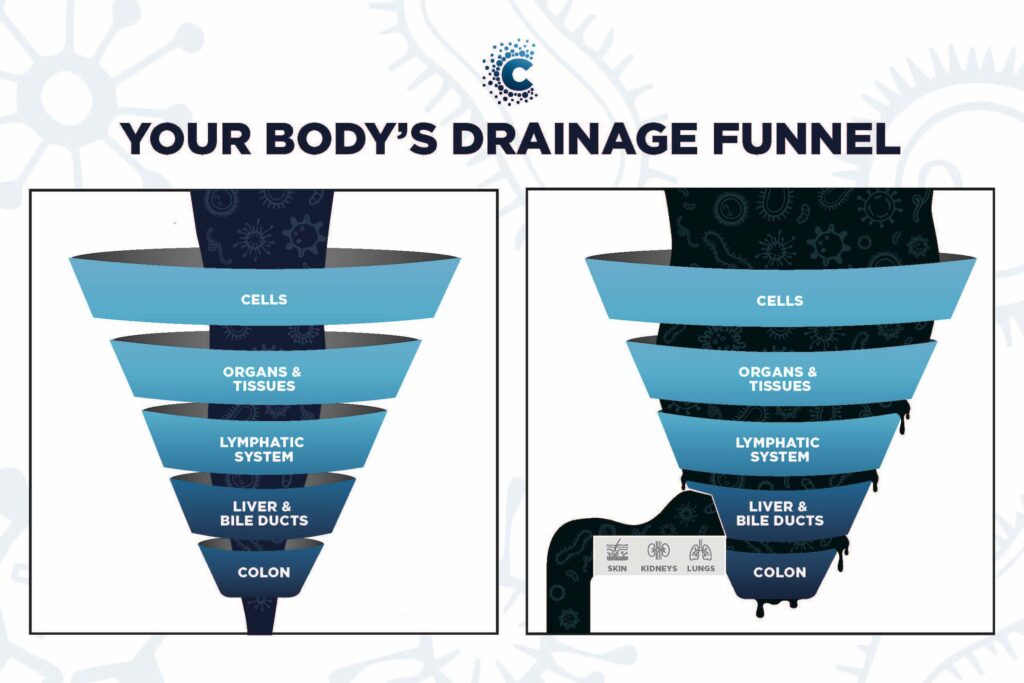 Image of how the body drains, from top to bottom: cells, organs and tissues, lymphatic system, liver and bile ducts and colon