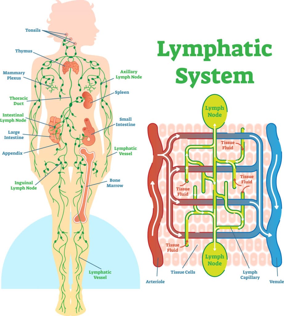 Lymphatic system anatomical vector illustration diagram, educational medical scheme with lymph nodes and tissue fluid circulation flow.