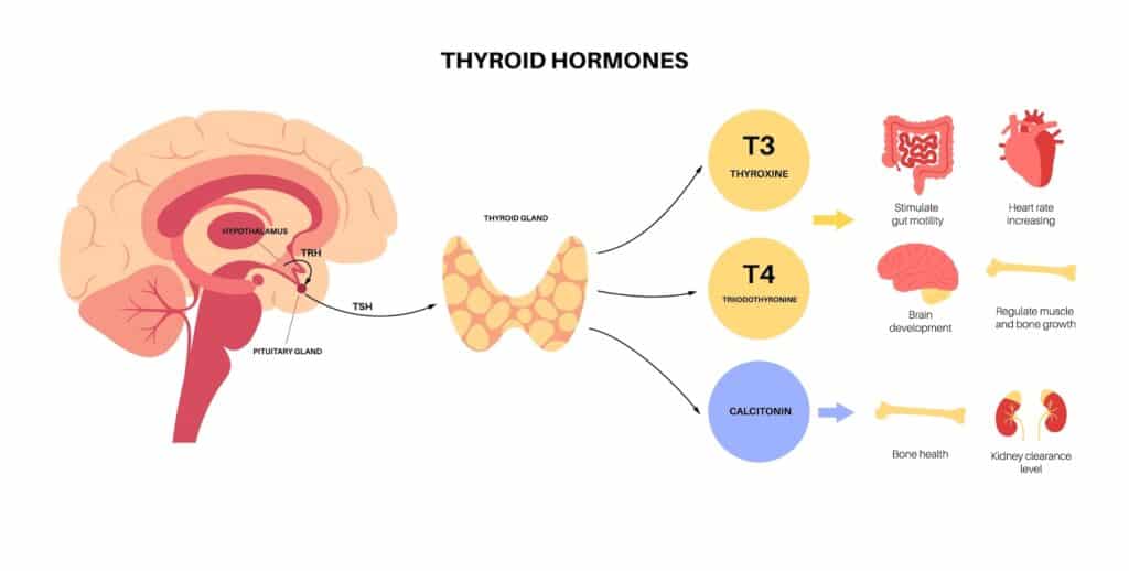 Thyroid gland functions diagram. T3, T4 hormones and calcitonin production. Regulation of metabolic rate, heart, muscle and digestive system.