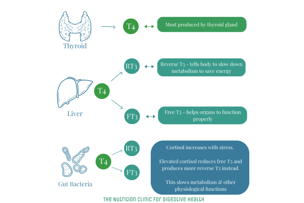 Image of how your gut bacteria influence your thyroid hormones